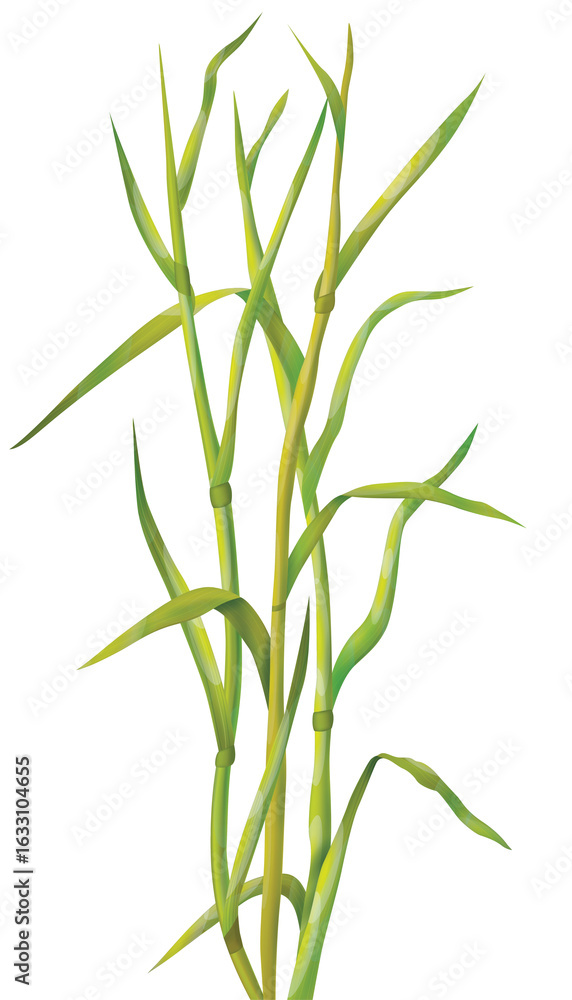 Naklejka premium vector illustration of a green grass