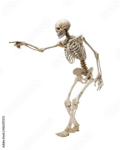  A skeletal figure standing on two legs, pointing to the right with its left hand and holding an object in front of it with its outstretched arm, against a Transparent background PNG