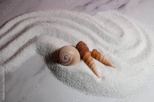 elegant seashells and decorative white sand