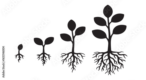 Plant growth stages showing root development seedling