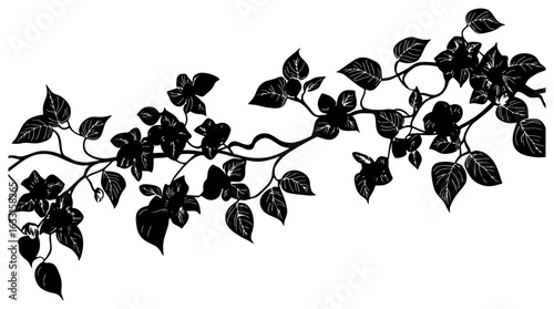 Bougainvillea vine silhouette border decoration