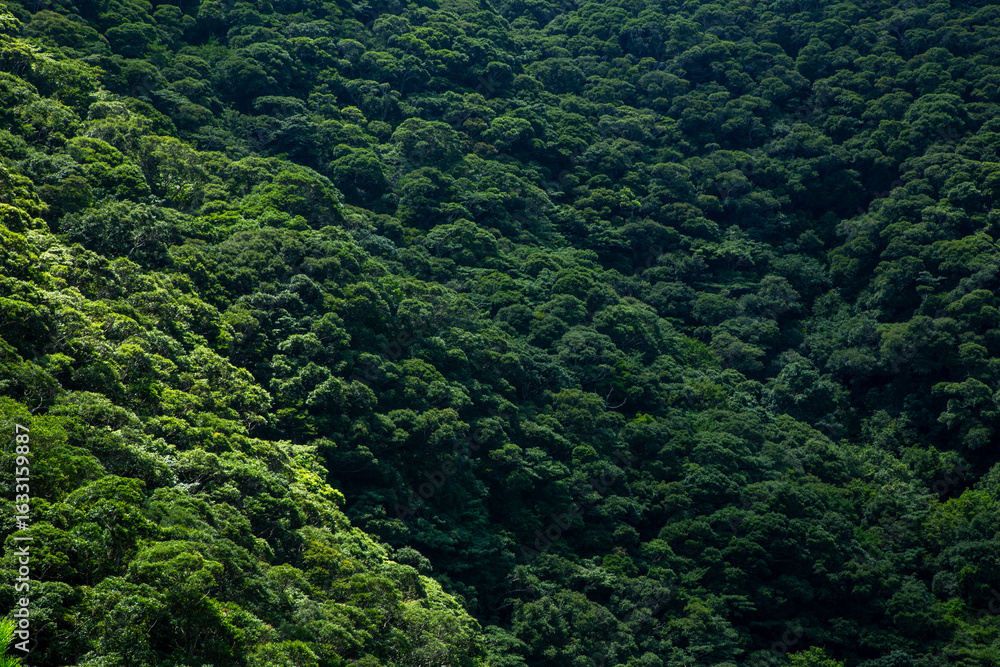 Fototapeta premium 奄美大島の夏の空。