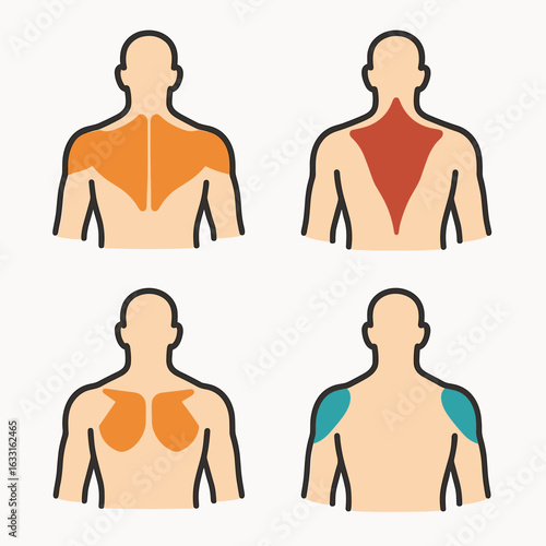 Simple Outlined Human Muscle Group Anatomy Chart For Educational Content