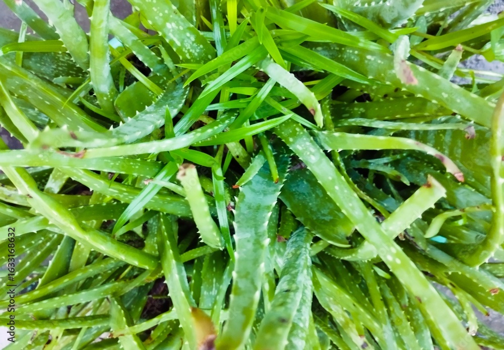 Fototapeta premium Top View of Aloe Vera Plant with Grass Blades
