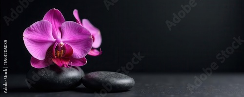 Vibrant pink orchids and smooth grey zen stones against a matte black backdrop, wide format , photo, bloom, flower