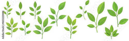 Collection of various green leaves and sprigs, illustrating different shapes and sizes of foliage.