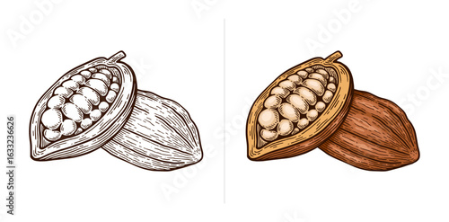 Hand Drawn Cacao. Cacao Engraving Line Art Vector Illustration