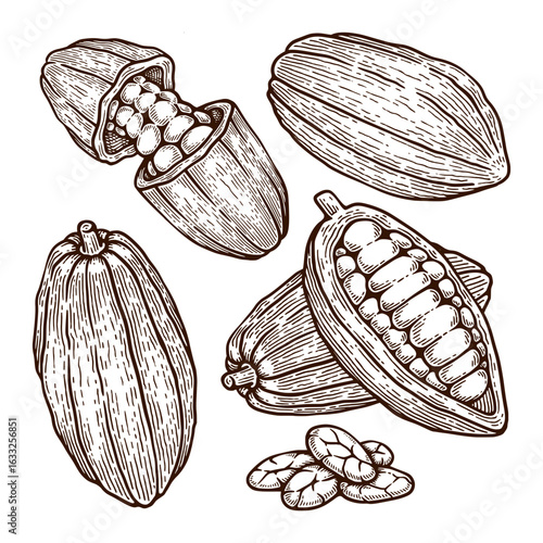 Set of Hand Drawn Cacao Illustration. Cacao Engraving Line Art Vector Collection