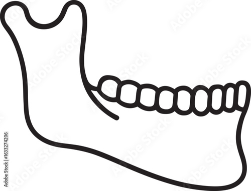 Human Jawbone Outline Vector – Mandible with Teeth Line Art Isolated on White Background