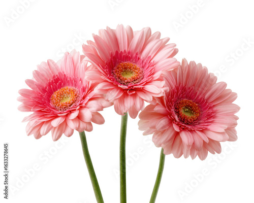 Three pink gerbera daisies with green stems against a black background daisy flower, Isolated On Png Transparent Background
