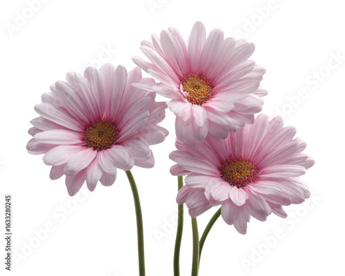 Delicate pink gerbera daisies with golden centers against a dark backdrop daisy flower, Isolated On Png Transparent Background