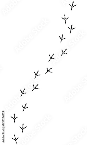 bird tracks footprints on transparent background, path, isolated simple flat style	
