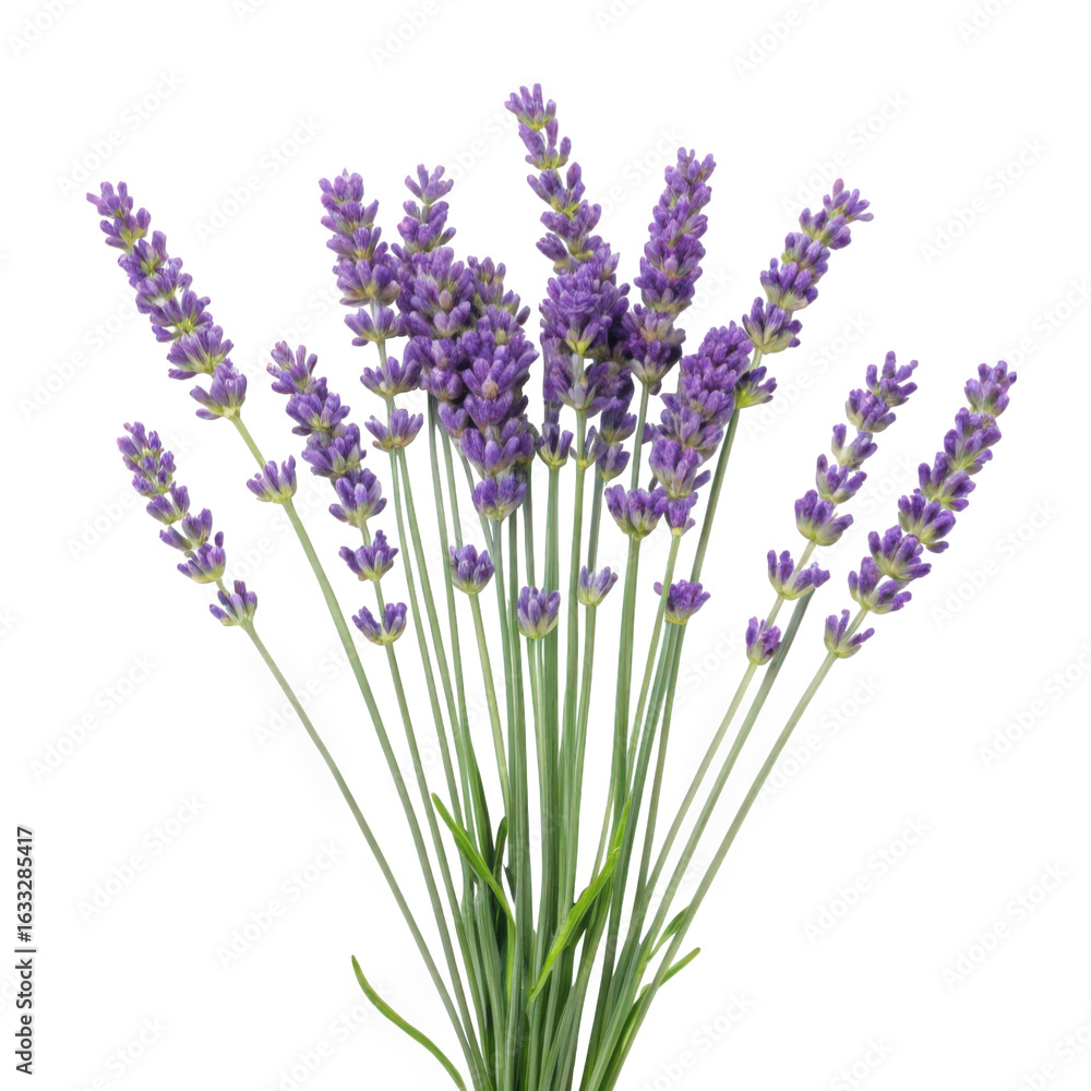 Fototapeta premium A bunch of lavender flowers with long green stems on a white background on transparent background