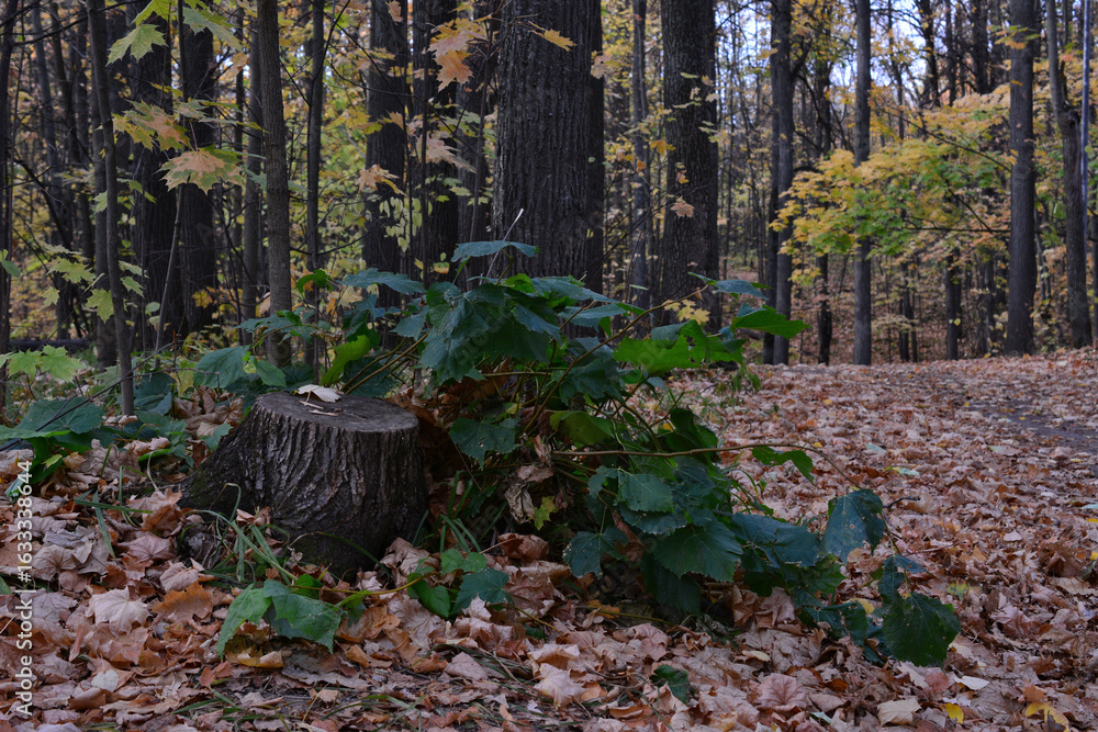 Obraz premium Forest Scene with Stump and Fallen Leaves and a path low angle