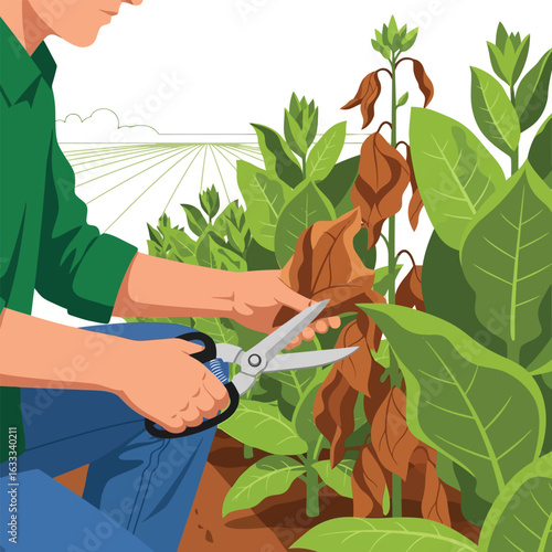 Person Trimming Plant Leaves in a Field with Handheld Shears