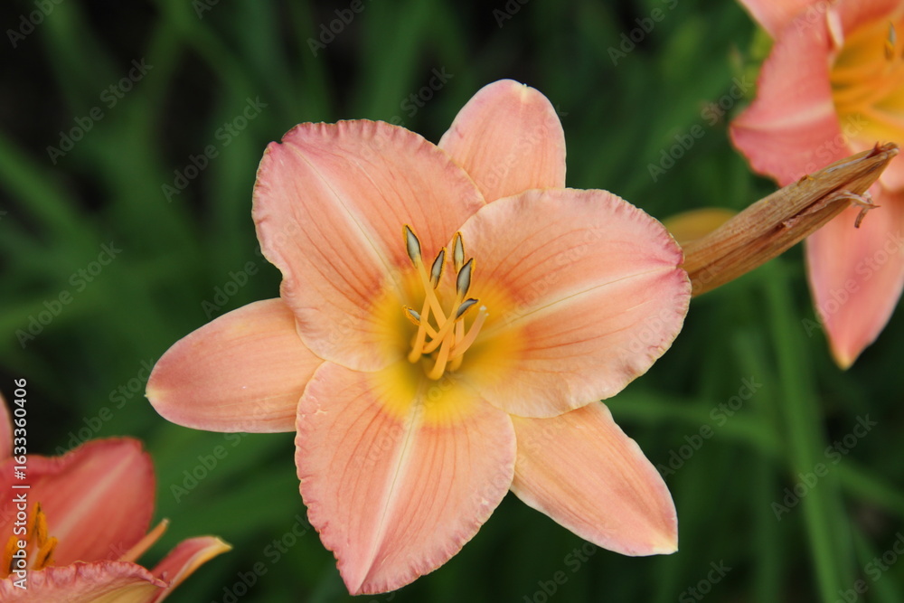 Fototapeta premium Day Lily In Bloom