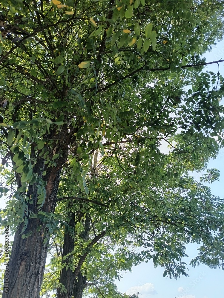 Fototapeta premium two locust trees and the blue sky