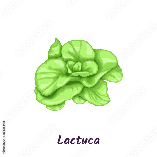 Green trocadero lettuce salad, lactuca sativa vector illustration.