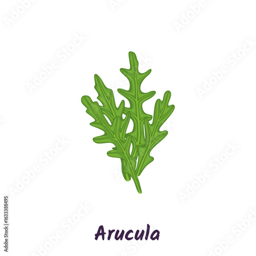 Green leaves of rucola or arugula vector illustration.