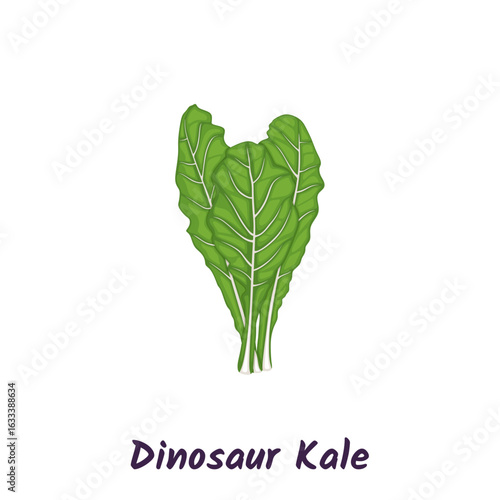 Dinosaur kale, dark green leafy vegetable. Tuscan kale or cavolo nero vector illustration.