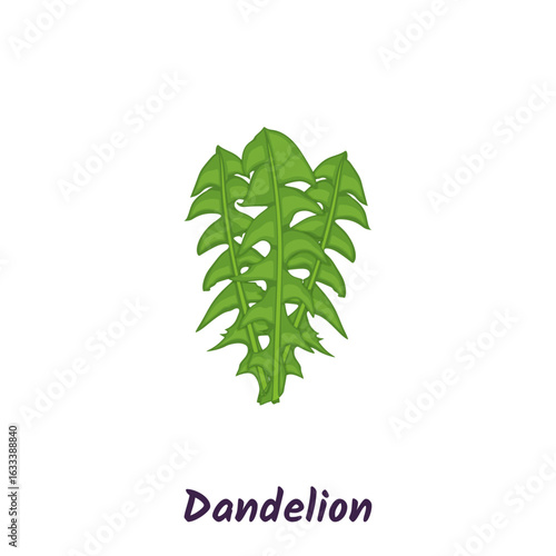 Dandelion green leaves, salad vector illustration