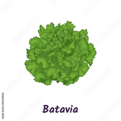 Batavia lettuce, green leafy salad vector illustration