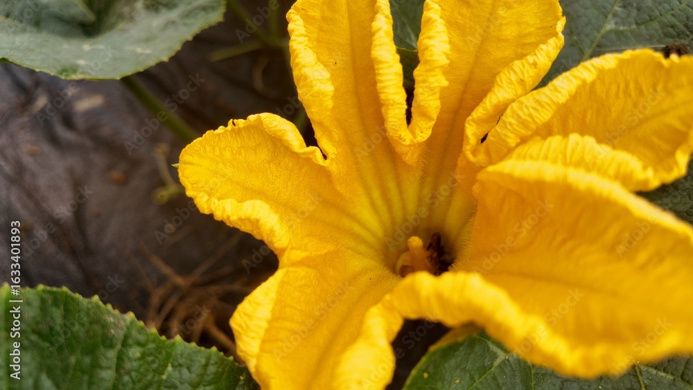 Close-up of a vibrant yellow pumpkin flower blooming in a vegetable garden, showcasing detailed petal texture and natural growth. Close-up of a vibrant yellow pumpkin flower blooming in a vegetable garden, showcasing detailed petal texture and natural growth.