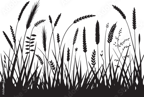 field of wheat