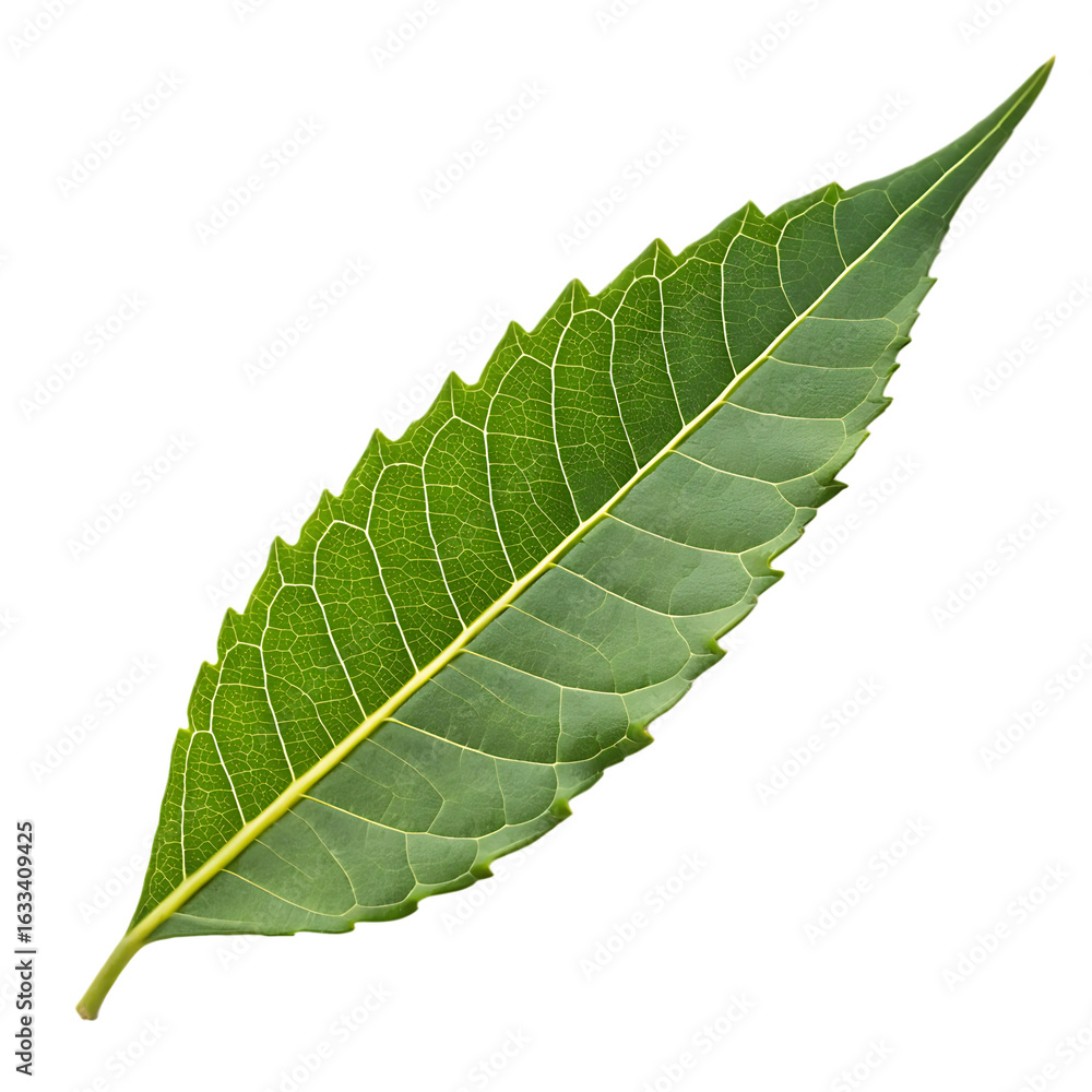 Obraz premium A whole single neem leaf isolated on a transparent background