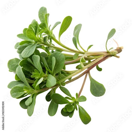 A whole single purslane isolated on a transparent background