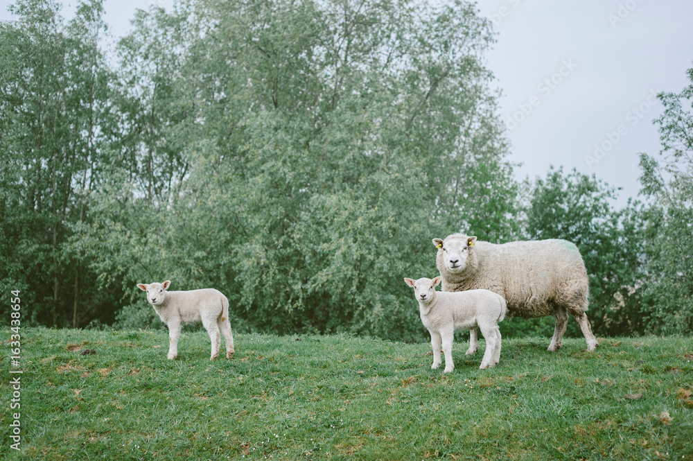 Fototapeta premium Mother sheep with two lambs
