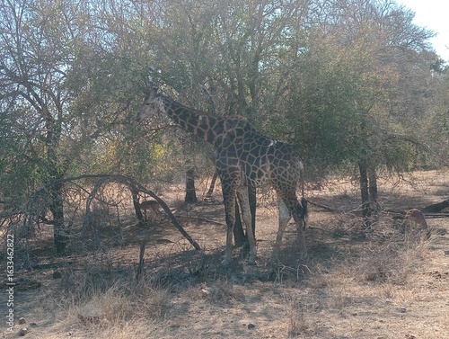 Photography giraffe in the game reserve