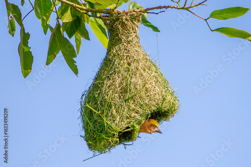 Baya Weaver clings to the entrance of its intricately woven nest