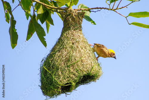 Baya Weaver clings to the entrance of its intricately woven nest