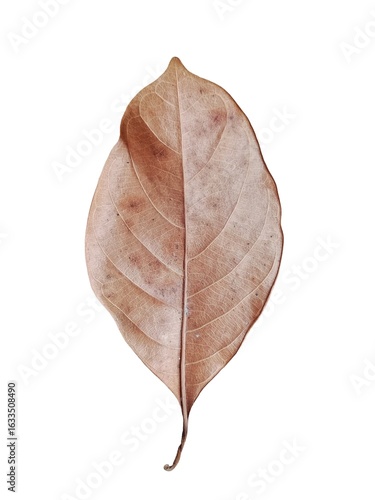 Dried Leaf Isolated on White Background