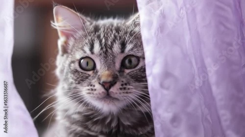 A curious cat peeking through sheer curtains in a cozy indoor setting with soft lighting