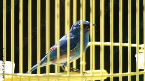 A vibrant bird perched on a yellow cage, surrounded by greenery, showcasing its beauty