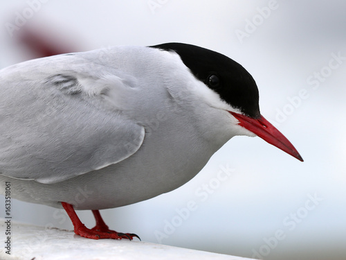 Küstenseeschwalbe - Arctic tern