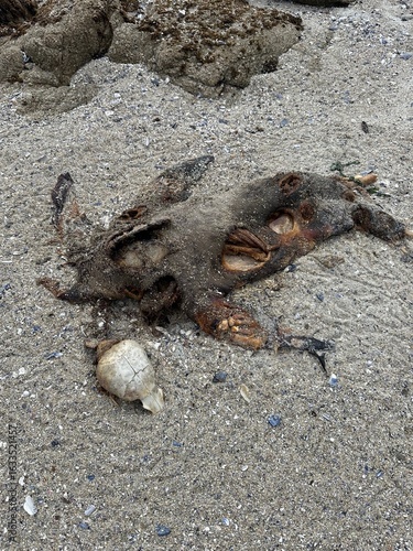 Sealion skull.