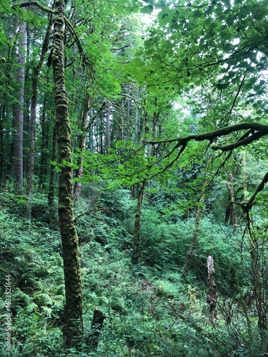 Green forest.