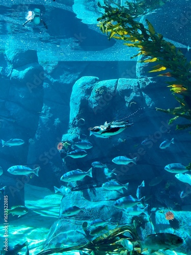 Penguin swimming around fish.