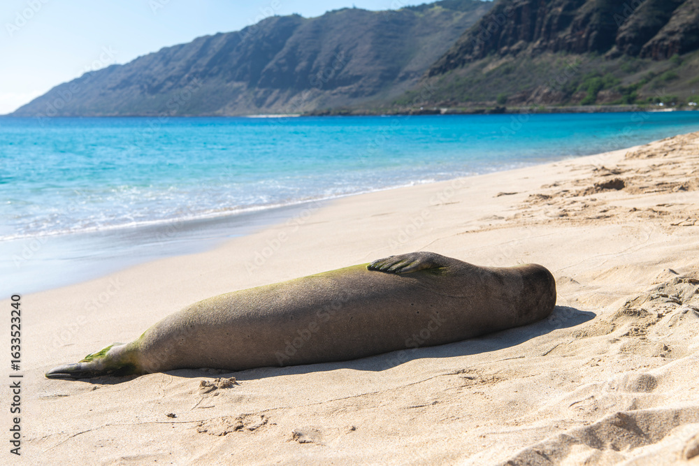 Fototapeta premium A Hawaiian monk seal rests on the sandy shores of Makua Beach, Oʻahu — one of the world’s rarest marine mammals, seen basking under the tropical sun.