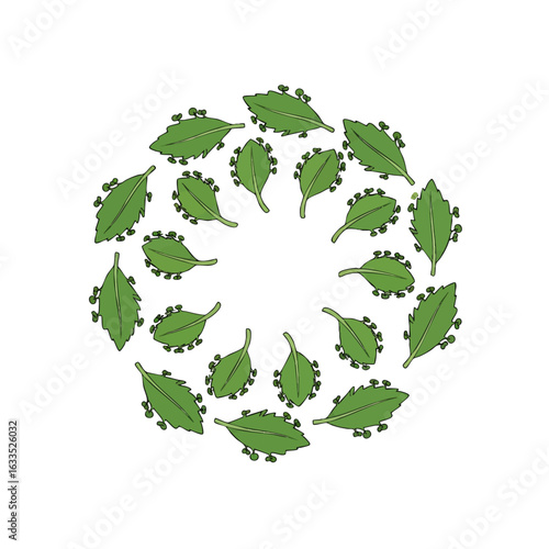 Botanical vector illustration of a wreath made from green Kalanchoe leaves with plantlets. Circular frame for design, isolated on white.