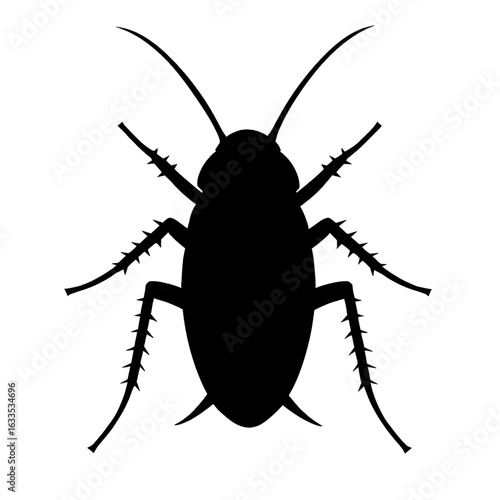 black bug isolated on white background