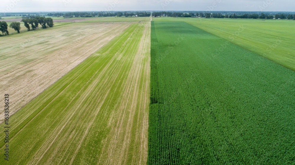 Obraz premium road in the field