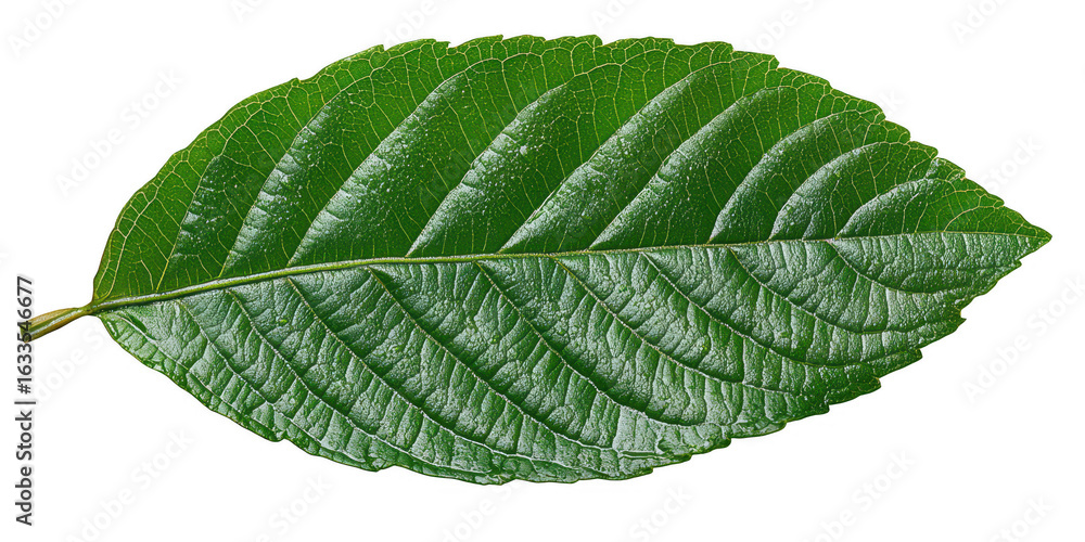 Fototapeta premium A single vibrant green leaf with prominent veins and a textured surface showcasing its natural beauty isolated on transparent background