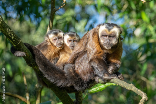 Brown capuchin (Sapajus apella) in the Manu National Park, Peru