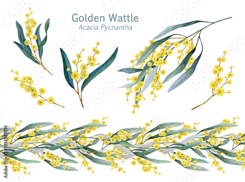Quadro su tela Golden wattle flowers, blooming branch, seamless border decor element watercolor illustration set