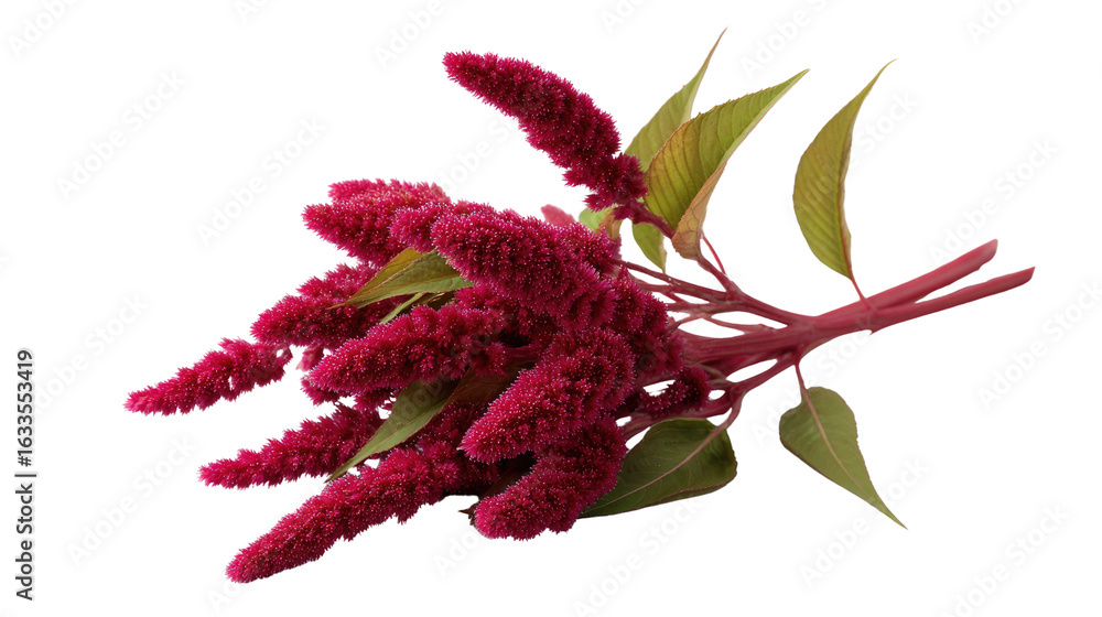 Obraz premium Vivid Amaranth: A close-up of a vibrant amaranth flower, showcasing the velvety texture and rich, captivating color, with delicate green leaves accenting its beauty.