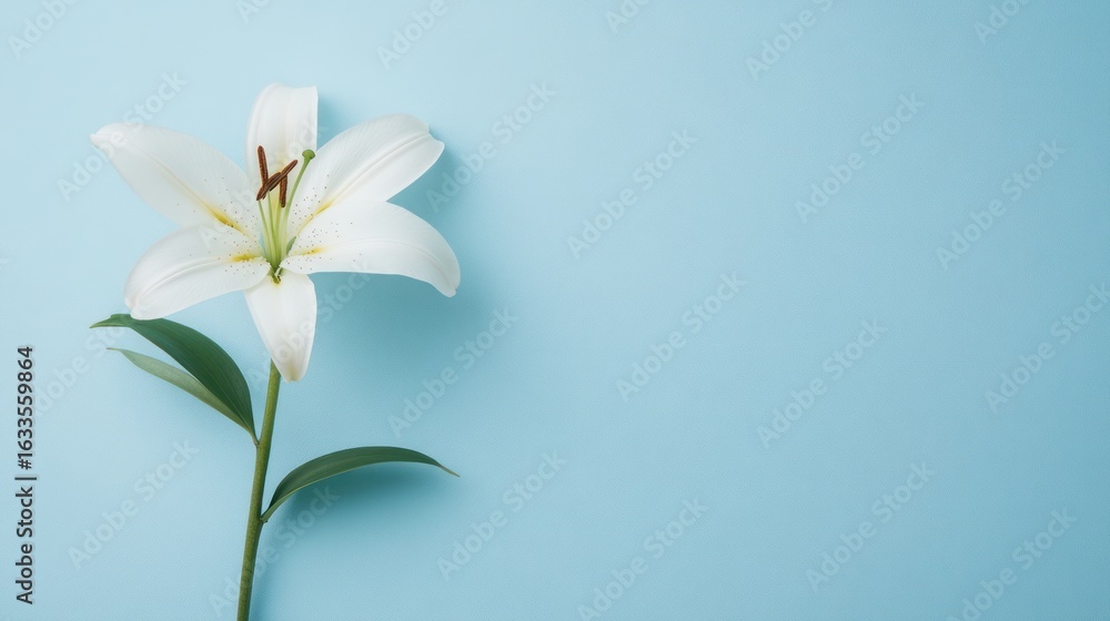 Fototapeta premium A single white lily on a light blue background